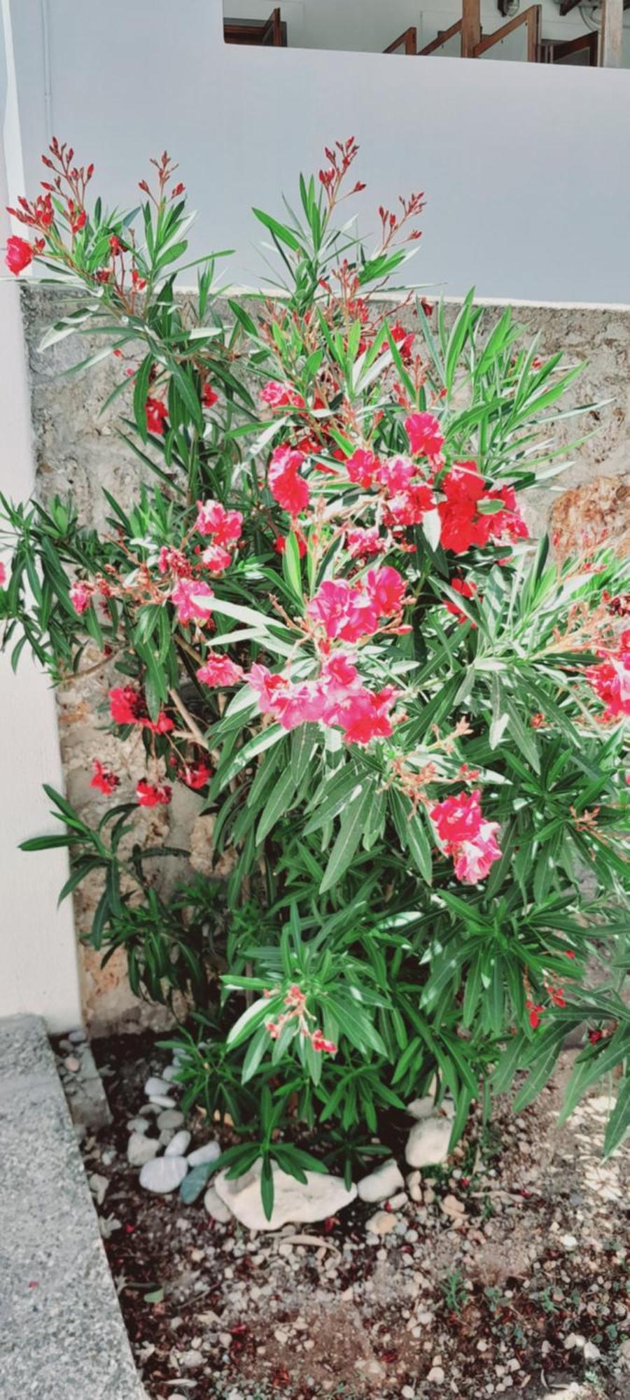 Sunblaze Studios1 Spetses Eksteriør bilde